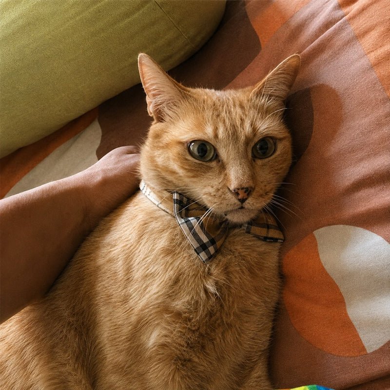 Murzik wearing a plaid bow tie