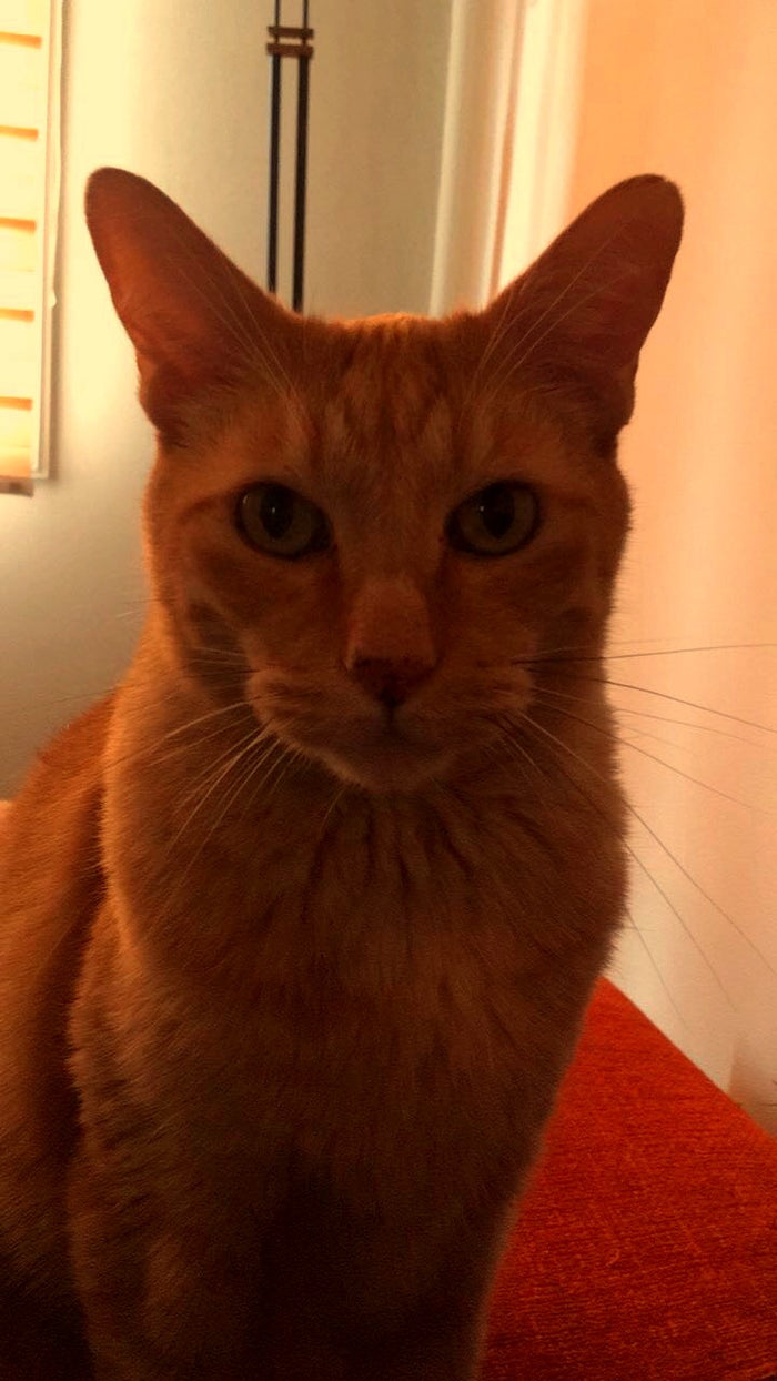 Murzik looking at the camera